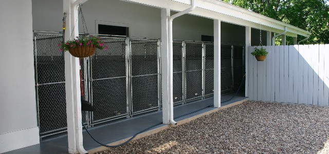 Amos Zimmerman professional USDA Dog breeder locacted in East Earl, Pennsylvania.  USDA license No. 23-A-0005 pic4